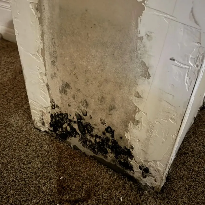 Professional Mold Removal in Rutland, WI